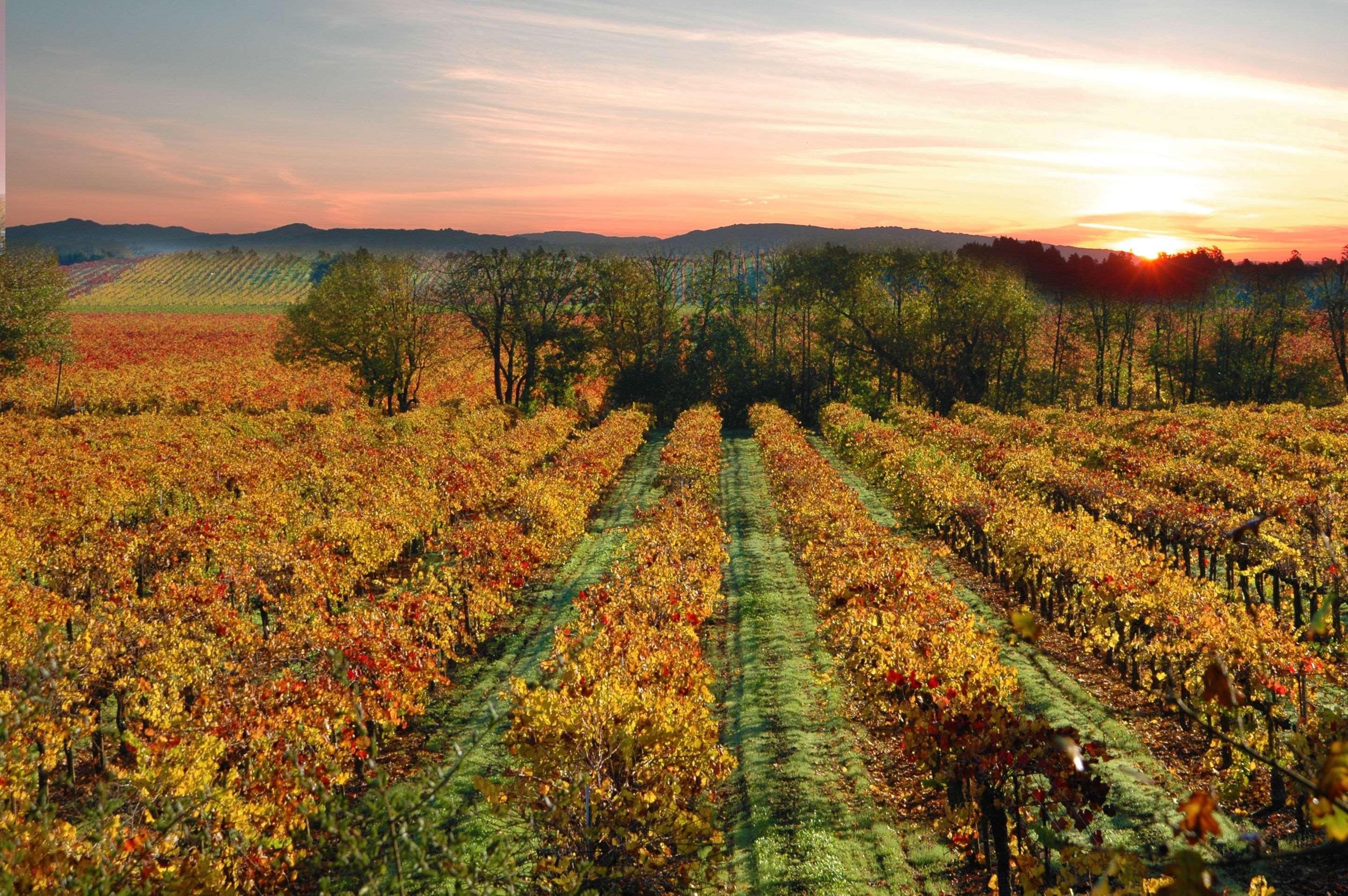 Hotel Centro Sonoma Wine Country, Tapestry Collection Hilton Rohnert Park Ngoại thất bức ảnh